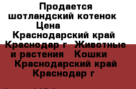 Продается шотландский котенок › Цена ­ 1 500 - Краснодарский край, Краснодар г. Животные и растения » Кошки   . Краснодарский край,Краснодар г.